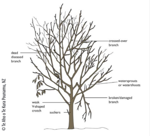 Tree diagram to help with pruning.