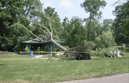 Uprooted tree
