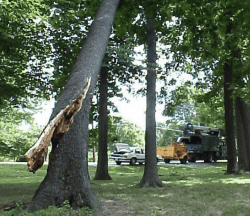 Tree trunk that is half-split (snapped). 
