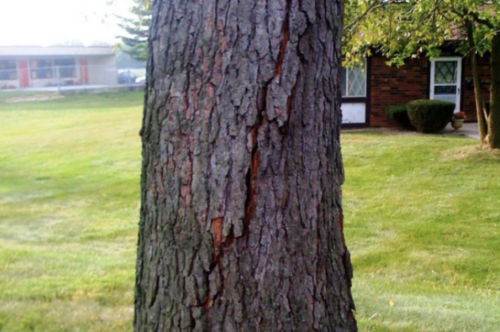 Cracks on a tree trunk.