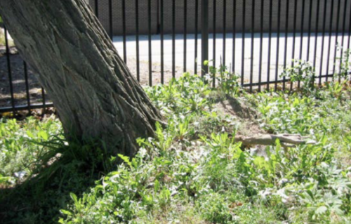 Leaning tree trunk