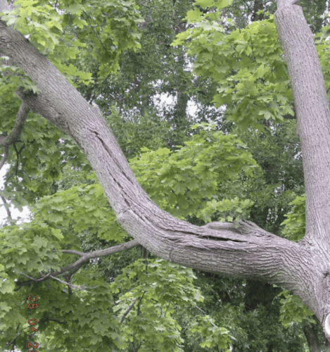 Tree branch with shear plane cracks.