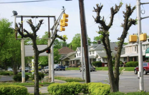 Image of topped trees in a street.