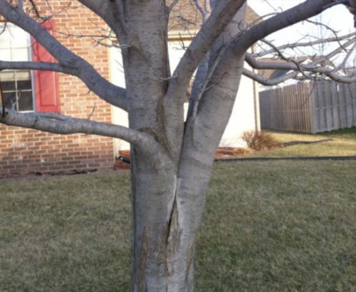 Tree with codominant stems