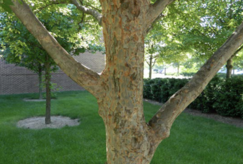 Image of tree trunk and branches.