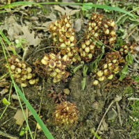 This is American cancer root, Conopholis americana, also called bear corn, because of the similarity of the plant structure to an ear of corn. 