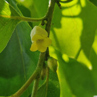 The bell-shaped flower of American persimmon, Diospyros virginiana.