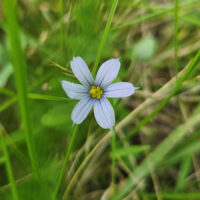 Blue-eyed grass, Sisyrinchium sp.