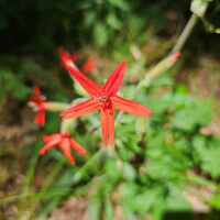 Fire pink, Silene virginica, bloom.