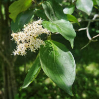 Rough-leaved dogwood, Cornus drummondii.