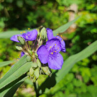 Virginia spiderwort, Tradescantia virginiana, purple blooms.