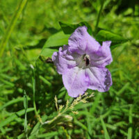 Wild petunia, Ruellia sp, purple bloom.