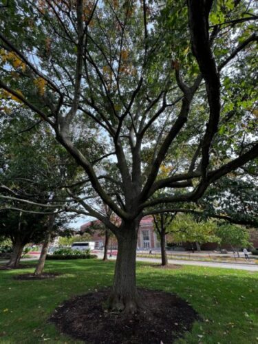 A 3 foot radius mulch ring around a medium sized tree