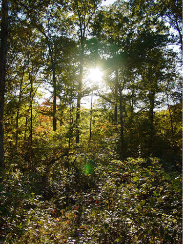 Sunlight poking through trees.