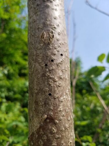 Figure 2. Agrilus smaragdifrons exit holes in Ailanthus altissima.