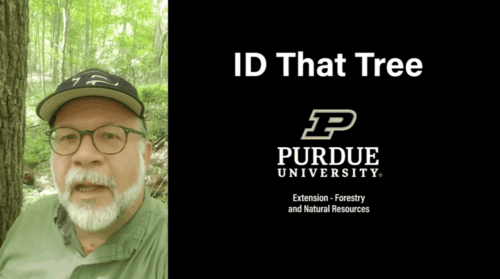 Screenshot of ID That Tree video with Lenny Farlee on the side.