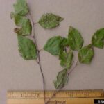 Figure 1 Cryptocline leaf spot on Elm