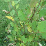 Figure 2: Cryptocline leaf spot on a young elm shrub. As the density of leaf spots increases, the leaf blade turns more yellow.