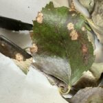 Figure 3: Mature Cryptocline lesions which are tan in color and have black fungal structures within