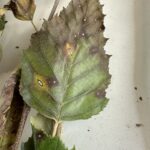 Figure 4: Lesions of Cryptocline located on leaf veins, creating elongate necrotic lesions instead of the typical round lesions located elsewhere on the leaf.