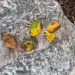Figure 5: Elm leaves which have turned yellow or necrotic and fallen prematurely from the tree.