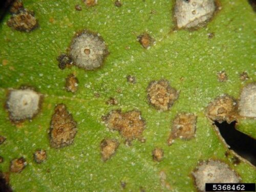 Figure 6: Close up image of Cryptocline leaf spots with acervuli.