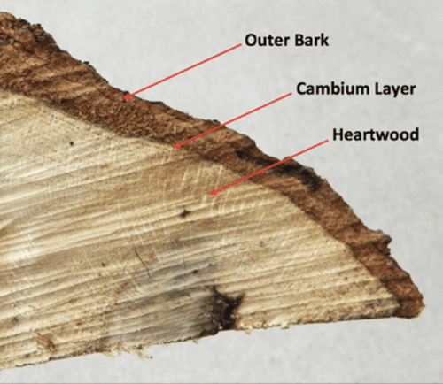 Layers of wood
