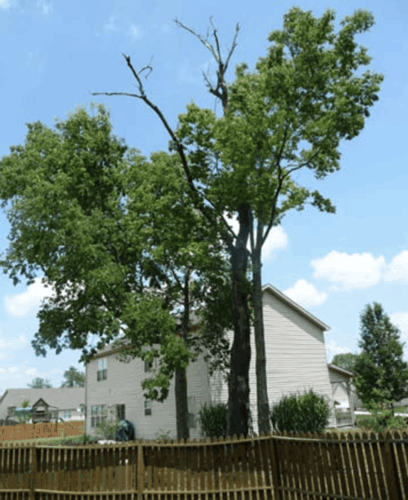 Unhealthy tree