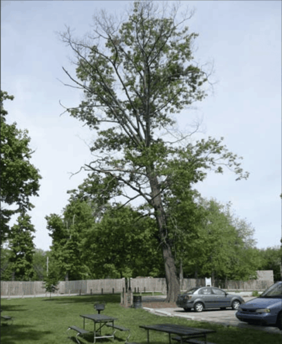Large tree