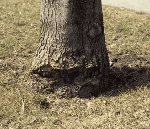 Damaged tree trunk