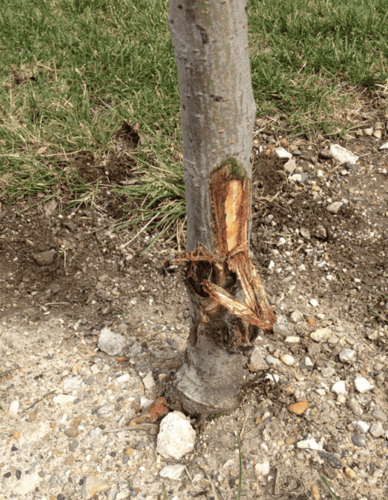 Damaged tree trunk