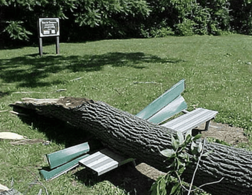 Broken tree trunk.