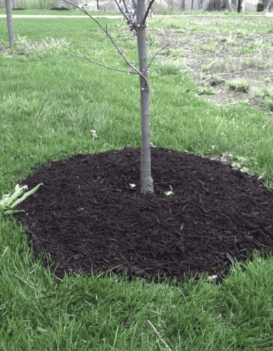 Space for mulch around where a tree is growing.