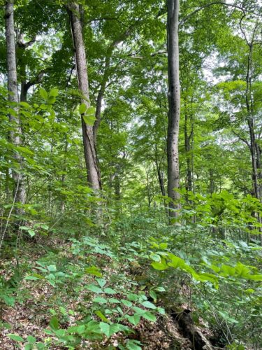 Ash regeneration in the understory.