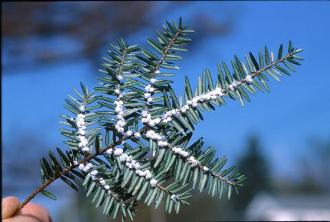 Hemlock woolly adelgid egg sacs on a hemlock branch.