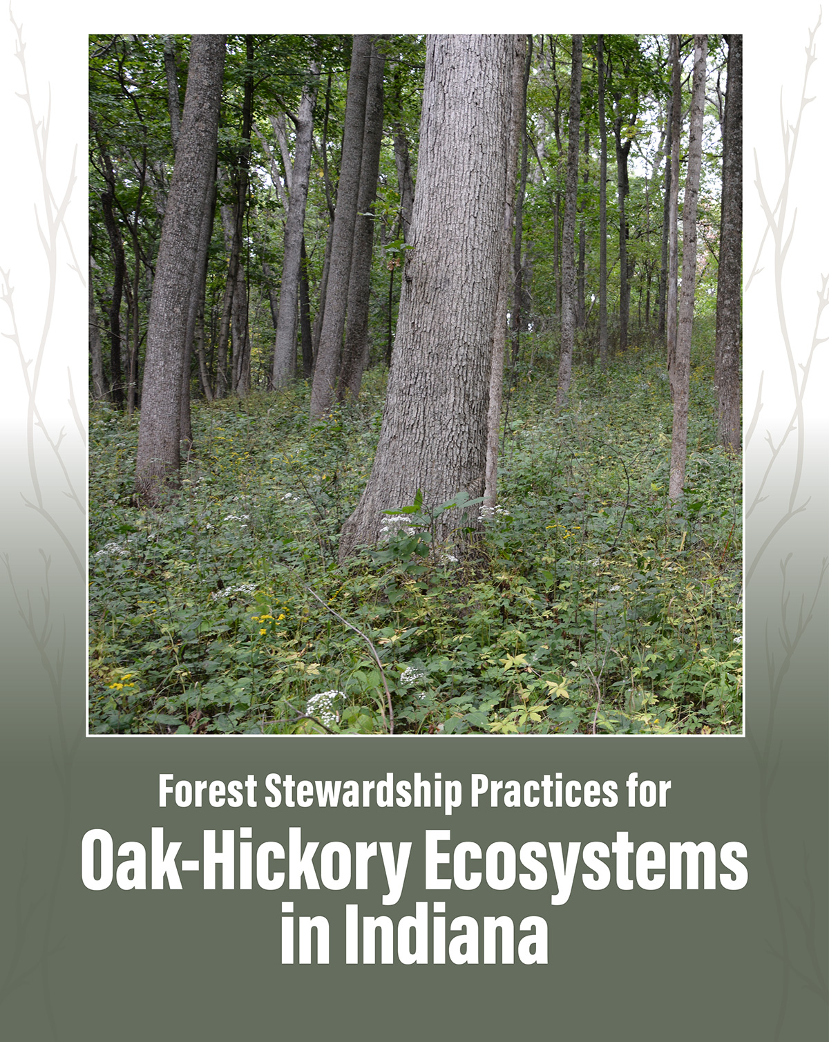 Cover image of Forest Stewardship Practices for Oak-Hickory Ecosystems in Indiana