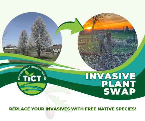 Poster for Invasive Plant Swap 2026.