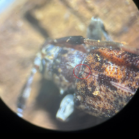 Flat-faced longhorn beetle adult female dorsal view.