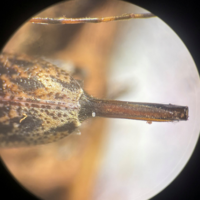 Flat-faced longhorn beetle adult female dorsal view showing its elongated ovipositor.