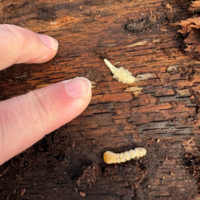 Flat-faced longhorn beetle larva.