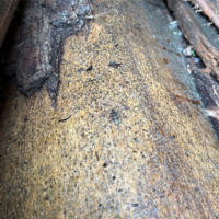 Flat-faced longhorn beetle adult found on a black walnut log.