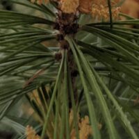 Pine needle bundles