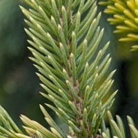 spruce needles are singular, not in bundles