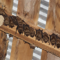 Bats roosting on a wooden ceiling