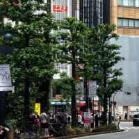 Pollarded street trees in Shibuya, Tokyo.