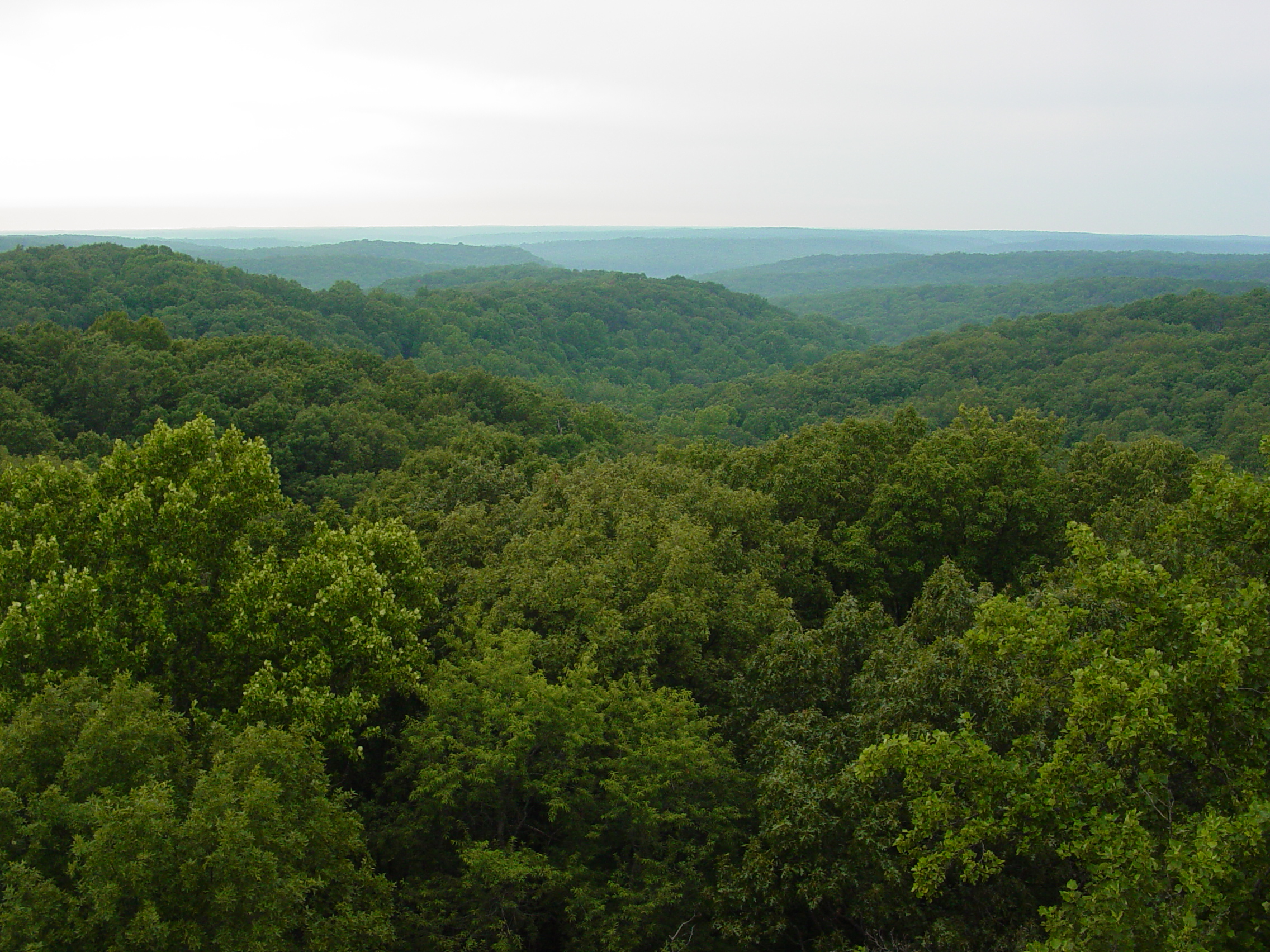 Expansive hills covered in trees