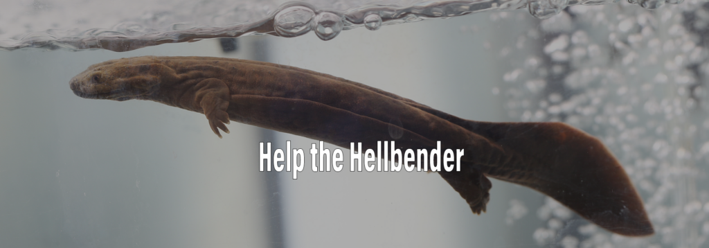 Help the Hellbender