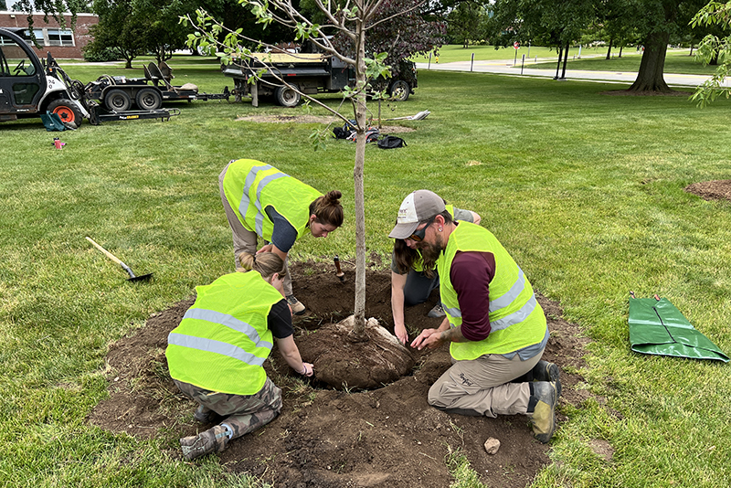 Volunteers planting tree